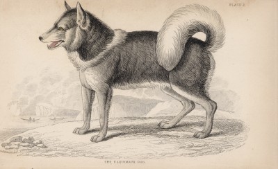 Эскимосская собака (Canis Borealis (лат.)) (лист 2 тома V "Библиотеки натуралиста" Вильяма Жардина, изданного в Эдинбурге в 1840 году)