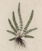 Костенец волосовидный (Asplenium Trichomanes (лат.)) -- многолетний папоротник со своеобразным запахом. Когда-то применялся как средство против выпадения волос (лист 370 "Гербария" Элизабет Блеквелл, изданного в Нюрнберге в 1757 году)
