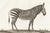 Зебра (лист из La ménagerie du muséum national d'histoire naturelle ou description et histoire des animaux... -- знаменитой в эпоху Наполеона работы по натуральной истории)