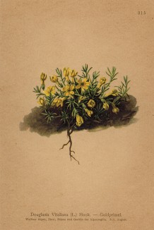 Виталиана примулоцветковая, или Дуглазия Виталя (Douglasia vitaliana (лат.)) (из Atlas der Alpenflora. Дрезден. 1897 год. Том IV. Лист 315)