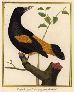 Бразильский трупиал (из Table des Planches Enluminées d'Histoire Naturelle de M. D'Aubenton (фр.). Утрехт. 1783 год (лист 184))