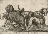 Различные собаки (лист из альбома Nova raccolta de li animali piu curiosi del mondo disegnati et intagliati da Antonio Tempesta... Рим. 1651 год)