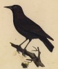 Чёрный скворец (Sturnus unicolor (лат.)) (лист из альбома литографий "Галерея птиц... королевского сада", изданного в Париже в 1822 году)
