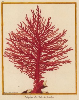 Коралл с острова Реюньон (из Table des Planches Enluminées d'Histoire Naturelle de M. D'Aubenton (фр.). Утрехт. 1783 год (лист 48))