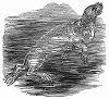 Молодой антарктический тюлень-крабоед, питающийся несмотря на название, не крабами, а крилем, обнаруженный английским моряком-полярником Сэром Джеймсом Кларком Россом (1800 -- 1862 гг.) (The Illustrated London News №95 от 24/02/1844 г.)