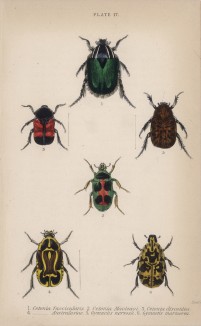 Жуки-бронзовки (1. Cetonia fascicularis 2. C. Macleayi 3. C. Discoidea 4. C. Australasiae 5. Gymnetis nervosa 6. G. Marmorea (лат.)) (лист 17 XXXV тома "Библиотеки натуралиста" Вильяма Жардина, изданного в Эдинбурге в 1843 году)