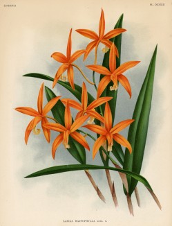 Орхидея LAELIA HARPOPHILLA (лат.) (лист DXXXIII Lindenia Iconographie des Orchidées - обширнейшей в истории иконографии орхидей. Брюссель, 1896)