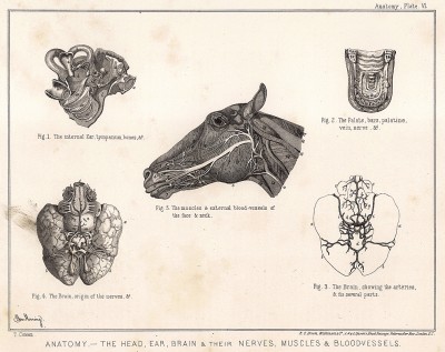 Анатомия лошади. Кровеносная система лошади. The Book of Field Sports and Library of Veterinary Knowledge. Лондон, 1864