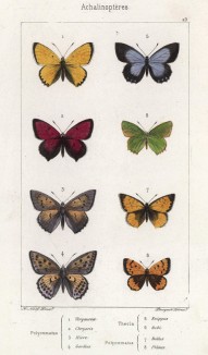 Бабочки рода Polyommatus: Virgaureae (1), Schruscis(2), Hiere (3), Gordius (4), Ballus (7), Phlaeas (8) и Thelca: Evippus (5), Rubi (6) (лат.) (лист 23)