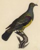 Голубь зелёный желтобрюхий (лист из альбома литографий "Галерея птиц... королевского сада", изданного в Париже в 1825 году)