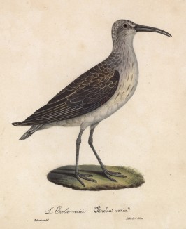 Кулик обыкновенный (лист из альбома литографий "Галерея птиц... королевского сада", изданного в Париже в 1825 году)