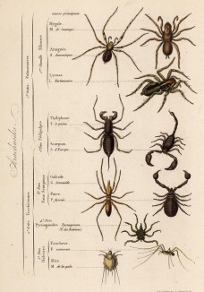 Паукообразные (иллюстрация к работе Ахилла Конта Musée d'histoire naturelle, изданной в Париже в 1854 году)