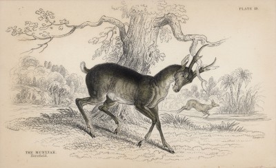 Мини-олень, или мунтжак (Stylocerus Muntjak (лат.)) (лист 19 тома XI "Библиотеки натуралиста" Вильяма Жардина, изданного в Эдинбурге в 1843 году)