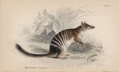 Намбат, или сумчатый муравьед (Myrmecobius fasciatus (лат.)) (лист 11 тома VIII "Библиотеки натуралиста" Вильяма Жардина, изданного в Эдинбурге в 1841 году)