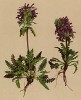Мытник мутовчатый (Pedicularis verticillata (лат.)) (из Atlas der Alpenflora. Дрезден. 1897 год. Том IV. Лист 386)