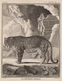 Самка пантеры (лист XXVIII иллюстраций к третьему тому знаменитой "Естественной истории" графа де Бюффона, изданному в Париже в 1750 году)