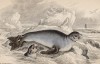 Тюлень, обитающий на Фолклендских островах (Otaria Falklandica (лат.)) (лист 25 тома VI "Библиотеки натуралиста" Вильяма Жардина, изданного в Эдинбурге в 1843 году)