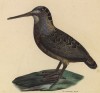 Американский вальдшнеп (лист из альбома литографий "Галерея птиц... королевского сада", изданного в Париже в 1825 году)