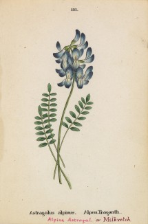 Астрагал альпийский (Astragalus alpinus (лат.)) (лист 131 известной работы Йозефа Карла Вебера "Растения Альп", изданной в Мюнхене в 1872 году)