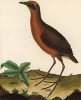 Птица-пастушок из Южной Америки (из Table des Planches Enluminées d'Histoire Naturelle de M. D'Aubenton (фр.). Утрехт. 1783 год (лист 368))