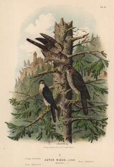Три ястреба-перепелятника в 1/3 натуральной величины (лист VI красивой работы Оскара фон Ризенталя "Хищные птицы Германии...", изданной в Касселе в 1894 году)