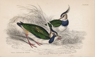 Симпатичнейшие чибисы (Vanellus oristatus (лат.)) (лист 25 тома XXVI "Библиотеки натуралиста" Вильяма Жардина, изданного в Эдинбурге в 1842 году)
