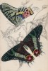Бабочка Thaliura Phipheus (лат.) (лист 28 XXXVI тома "Библиотеки натуралиста" Вильяма Жардина, изданного в Эдинбурге в 1837 году)