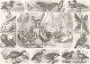 Домашняя птица. Иллюстрированная энциклопедия наук и искусств Брокгауза. Атлас, т.3, Лейпциг, 1869-74 гг.