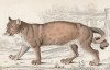 Пума, или горный лев (Felis Concolor (лат.)) по Вилсону (лист 4 тома III "Библиотеки натуралиста" Вильяма Жардина, изданного в Эдинбурге в 1834 году)