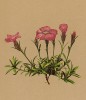 Гвоздика альпийская (Dianthus alpinus (лат.)) (из Atlas der Alpenflora. Дрезден. 1897 год. Том I. Лист 94)