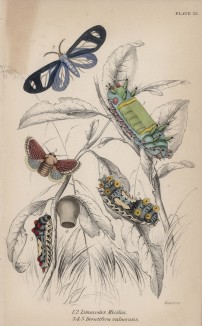 Гусеницы и мотыльки 1,2. Limacodes Micilia 3,4,5. Doratifea vulnerans (лат.) (лист 22 XXXVII тома "Библиотеки натуралиста" Вильяма Жардина, изданного в Эдинбурге в 1843 году)