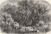 Сбор мха на болоте в дельте реки Миссисипи. Лист из издания "Picturesque America", т.I, Нью-Йорк, 1872.
