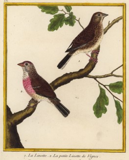 Коноплянки (из Table des Planches Enluminées d'Histoire Naturelle de M. D'Aubenton (фр.). Утрехт. 1783 год (лист 151))