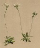 Проломник туполистный (Androsace obtusifolia (лат.)) (из Atlas der Alpenflora. Дрезден. 1897 год. Том IV. Лист 321)