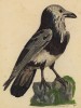Серый ворон (Corvus leucophaeus (лат.)) (лист из альбома литографий "Галерея птиц... королевского сада", изданного в Париже в 1822 году)