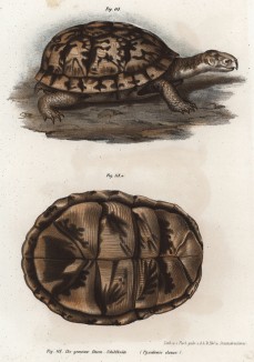 Черепаха Pyxidemis clausa (лат.) и её панцирь (внизу) (из Naturgeschichte der Amphibien in ihren Sämmtlichen hauptformen. Вена. 1864 год)