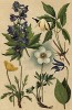 Ломонос цельнолистный (Clematis integrifolia), княжик сибирский (Astragene sibirica), ветреница лесная (Anemone silvestris), живокость высокая (Delphinium elatum), мак альпийский (Papaver alpinum)