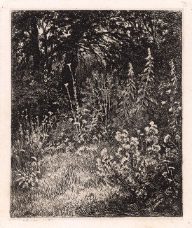 Лесные цветы (1873 год). Лист № 3 из альбома "60 офортов И.И.Шишкина 1870-1892", Санкт-Петербург, 1894. 