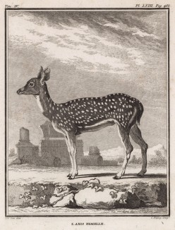Самка пятнистого оленя (лист LVIII иллюстраций к четвёртому тому знаменитой "Естественной истории" графа де Бюффона, изданному в Париже в 1755 году)