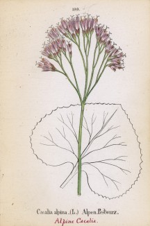 Какалия альпийская (Cacalia alpina (лат.)) (лист 199 известной работы Йозефа Карла Вебера "Растения Альп", изданной в Мюнхене в 1872 году)