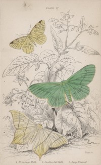 Пяденица боярышниковая, пяденица бузинная, пяденица окаймлённая (1. Brimstone Moth 2. Swallow-tail Moth 3. Large Emerald (англ.)) (лист 27 тома XL "Библиотеки натуралиста" Вильяма Жардина, изданного в Эдинбурге в 1843 году)