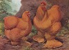 Курица и петух породы Buff cochins (англ.). The New Book of Poultry. Лондон, 1902