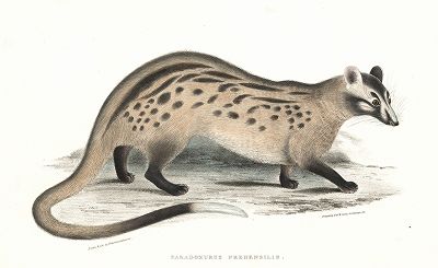 Египетский мангуст или ихневмон из Illustrations of Indian Zoology...Лондон, 1830-34