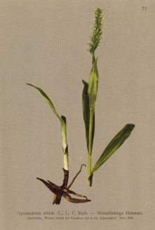 Леукорхис беловатая (Gymnadenia albida (лат.)) (из Atlas der Alpenflora. Дрезден. 1897 год. Том I. Лист 71)