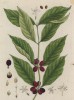 Кофейное дерево, или кофе (Coffea (лат.)) — род вечнозелёных растений семейства мареновые (лист 337 "Гербария" Элизабет Блеквелл, изданного в Нюрнберге в 1757 году)