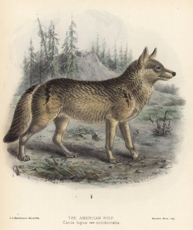 Волк американский (лист V иллюстраций к известной работе Джорджа Миварта "Семейство волчьих". Лондон. 1890 год)