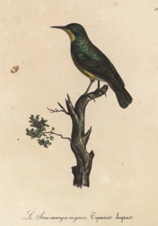 Нектарница малая (лист из альбома литографий "Галерея птиц... королевского сада", изданного в Париже в 1825 году)