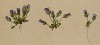 Горечавка карликовая (Gentiana nana (лат.)) (из Atlas der Alpenflora. Дрезден. 1897 год. Том IV. Лист 348)