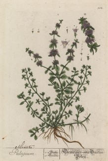 Мята болотная (Pulegium (лат.)) (лист 302 "Гербария" Элизабет Блеквелл, изданного в Нюрнберге в 1757 году)