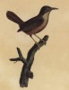 Крапивник бурый (лист из альбома литографий "Галерея птиц... королевского сада", изданного в Париже в 1825 году)